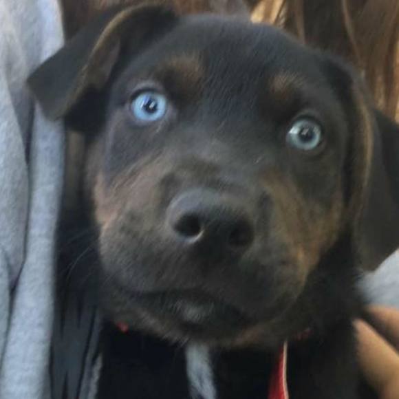 Meet your Posher, Shellie - Picture 1 of 1